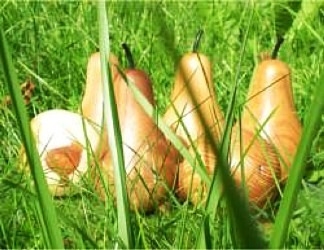 Holzbirnen Die Birne aus Holz